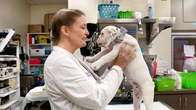 Loans For Veterinary Practice